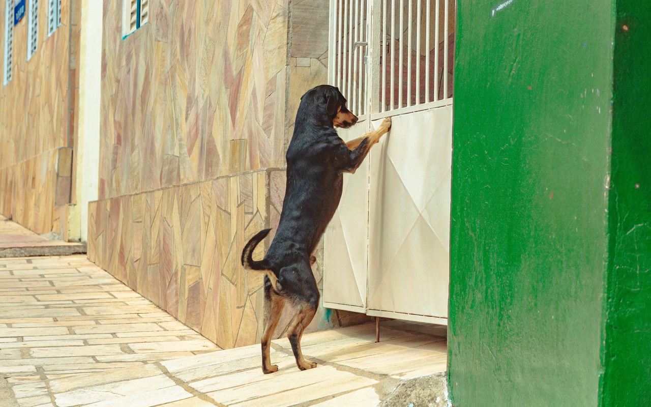 Alert Rottweiler standing on its hind legs behind a closed metal gate