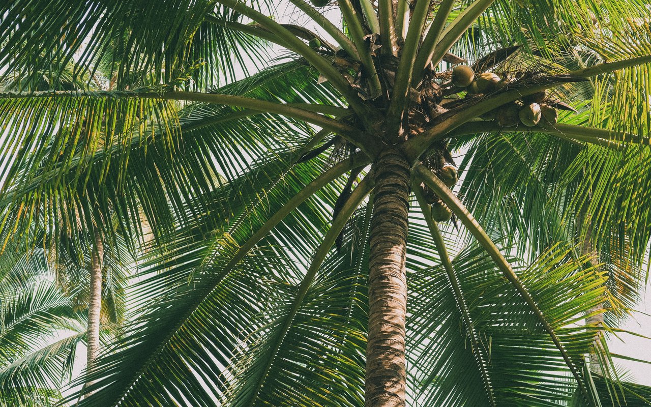 Coconut palm canopy with clusters of coconuts viewed from below